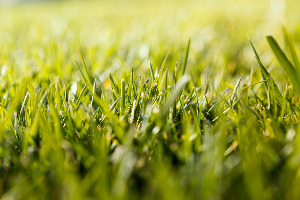 Close-up photo of vibrant green grass, illustrating healthy lawn or landscaping.