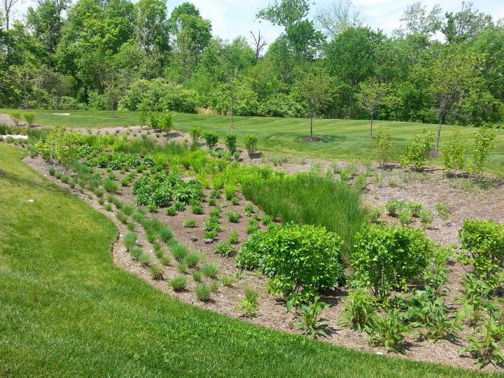 Photo of a landscaped basin with biofiltration, demonstrating sustainable landscaping practices and water management.