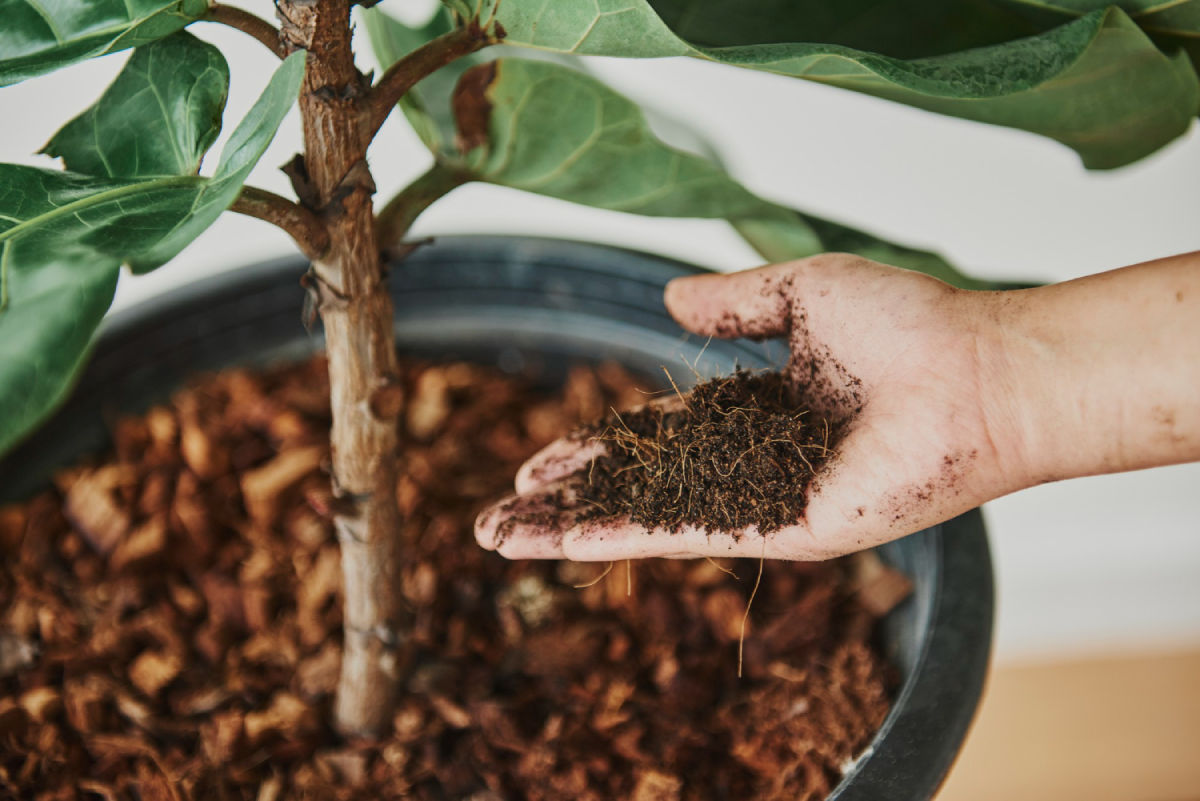 Hand holding mulch soil from a pot plant, demonstrating gardening or plant care.