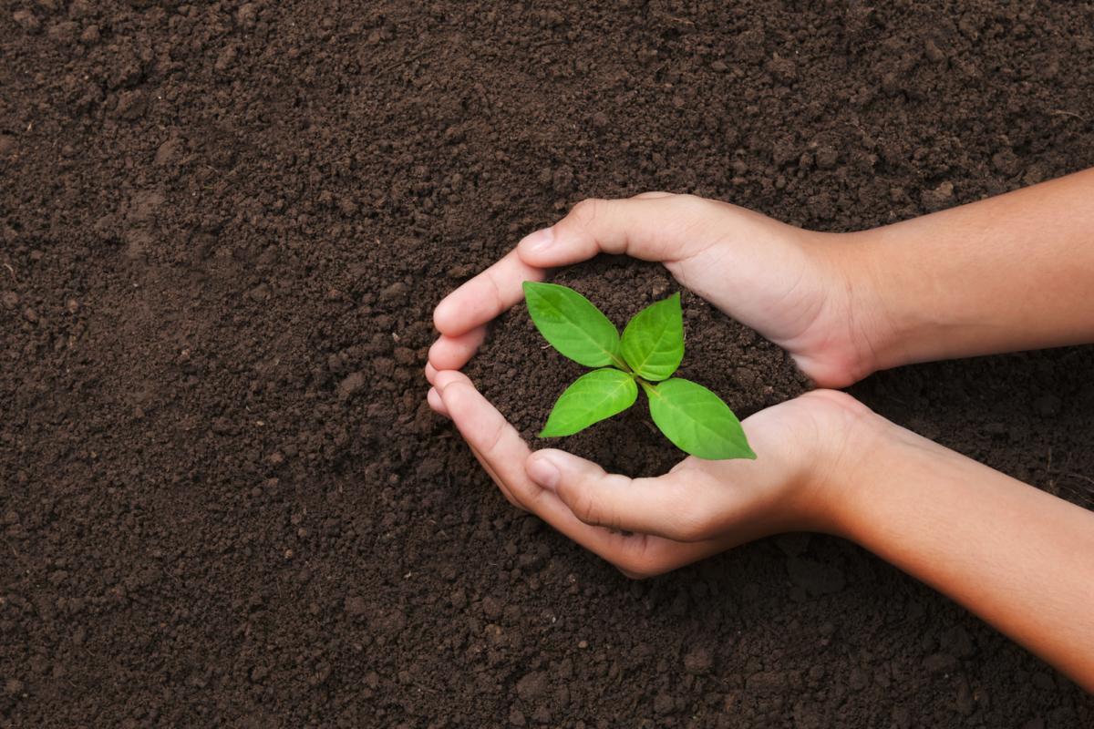 Close-up photo of hands holding soil with a small plant growing, illustrating gardening and nurturing plant life.